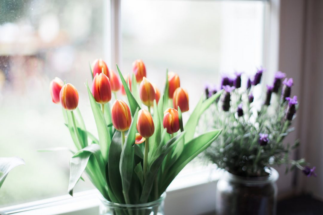 Tulips and lavender on a window ledge